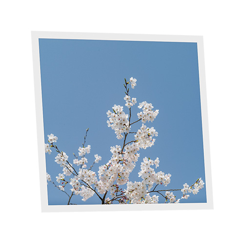 Pack 1 Dalle LED Imprimée - Kyoto - 600x600mm - Usinée en France by DELITECH