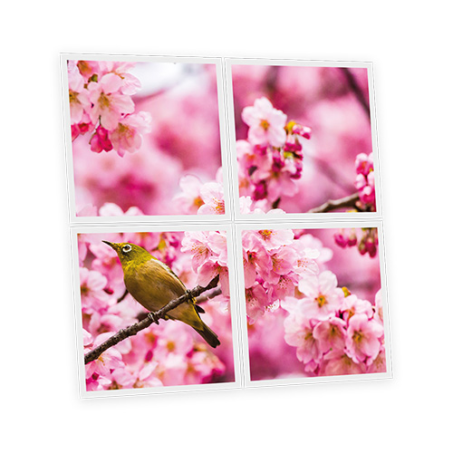 Pack 4 Dalles LED Imprimées - Romance - 600x600mm - Usinée en France by DELITECH