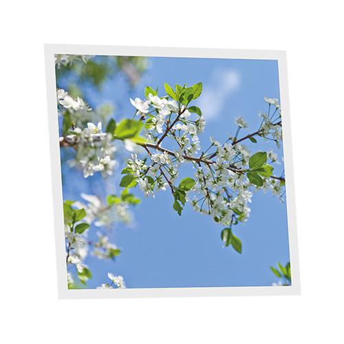 Pack 1 Dalle LED Imprimée - Nara - 600x600mm - Usinée en France by DELITECH