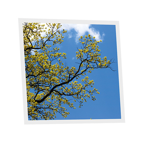 Pack 1 Dalle LED Imprimée - Japan - 600x600mm - Usinée en France by DELITECH