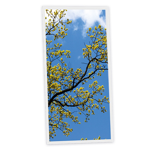 Pack 1 Dalle LED Imprimée verticale - Japan - 1200x600mm - Usinée en France by DELITECH