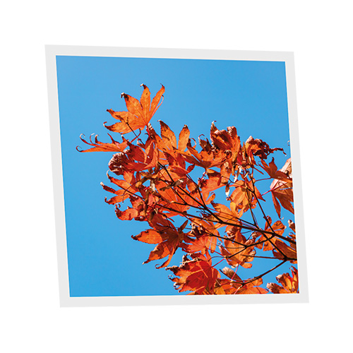 Pack 1 Dalle LED Imprimée - Autumn - 600x600mm - Usinée en France by DELITECH