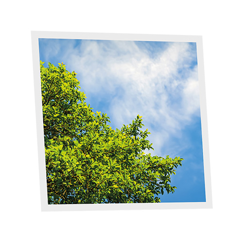 Pack 1 Dalle LED Imprimée - Tree - 600x600mm - Usinée en France by DELITECH