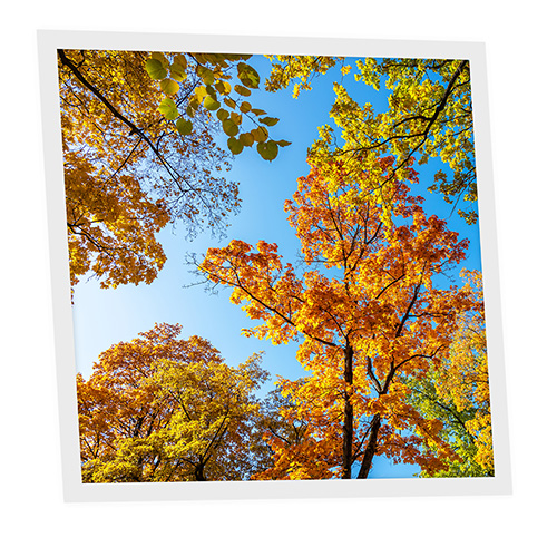 Pack 1 Dalle LED Imprimée - Fall - 600x600mm - Usinée en France by DELITECH