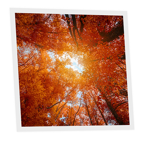 Pack 1 Dalle LED Imprimée - Red tree - 600x600mm - Usinée en France by DELITECH