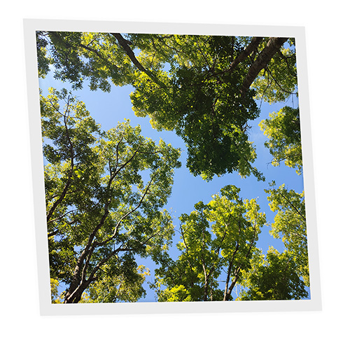 Pack 1 Dalle LED Imprimée - Summer - 600x600mm - Usinée en France by DELITECH