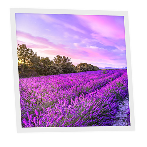 Pack 1 Dalle LED Imprimée - Lavender - 600x600mm - Usinée en France by DELITECH