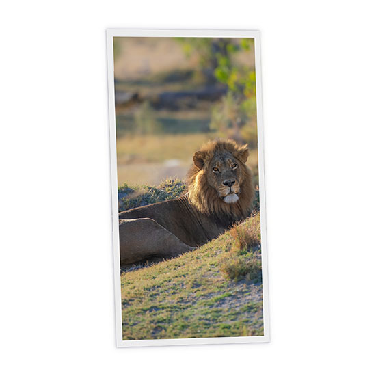 Pack 1 Dalle LED Imprimée verticale - Lion - 1200x600mm - Usinée en France by DELITECH