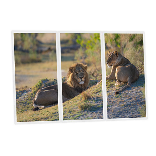 Pack 3 Dalles LED Imprimées - Lion - 1200x600mm - Usinée en France by DELITECH