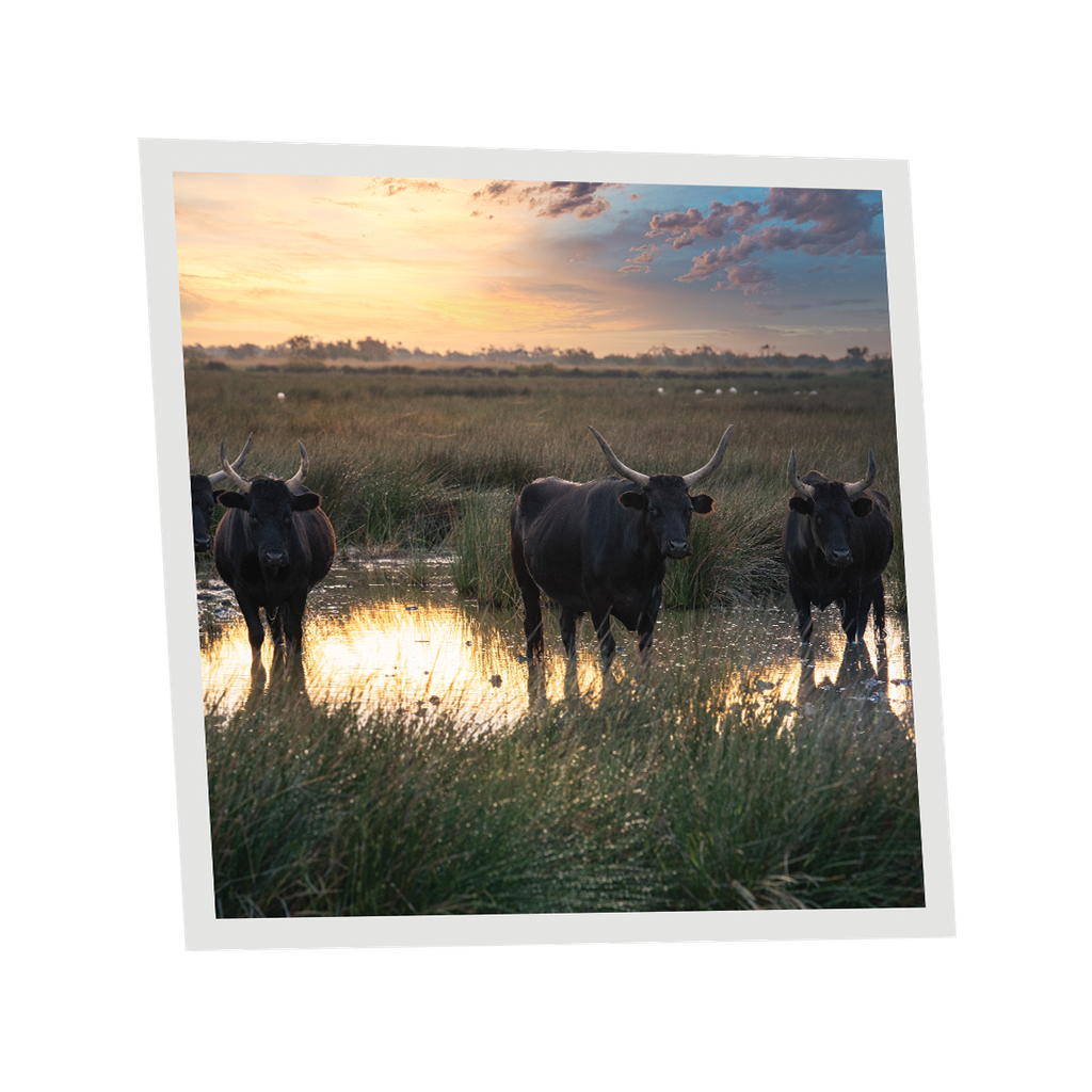 Pack 1 Dalle LED Imprimée - Bull - 600x600mm - Usinée en France by DELITECH