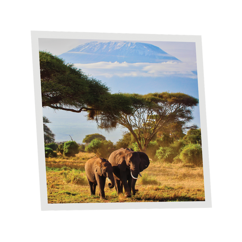 Pack 1 Dalle LED Imprimée - Elephant - 600x600mm - Usinée en France by DELITECH