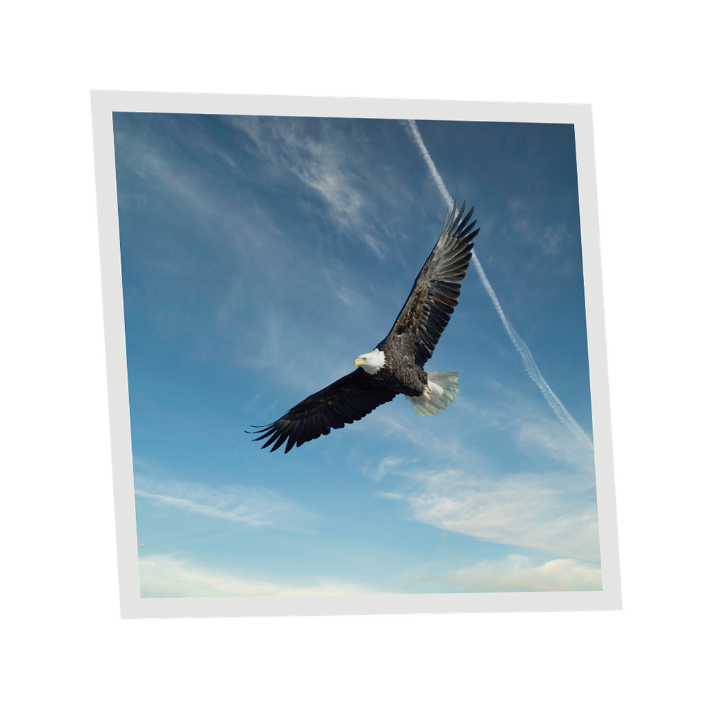 Pack 1 Dalle LED Imprimée - Eagle - 600x600mm - Usinée en France by DELITECH