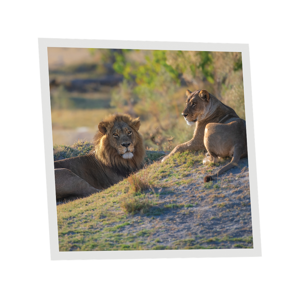 Pack 1 Dalle LED Imprimée - Lion - 600x600mm - Usinée en France by DELITECH