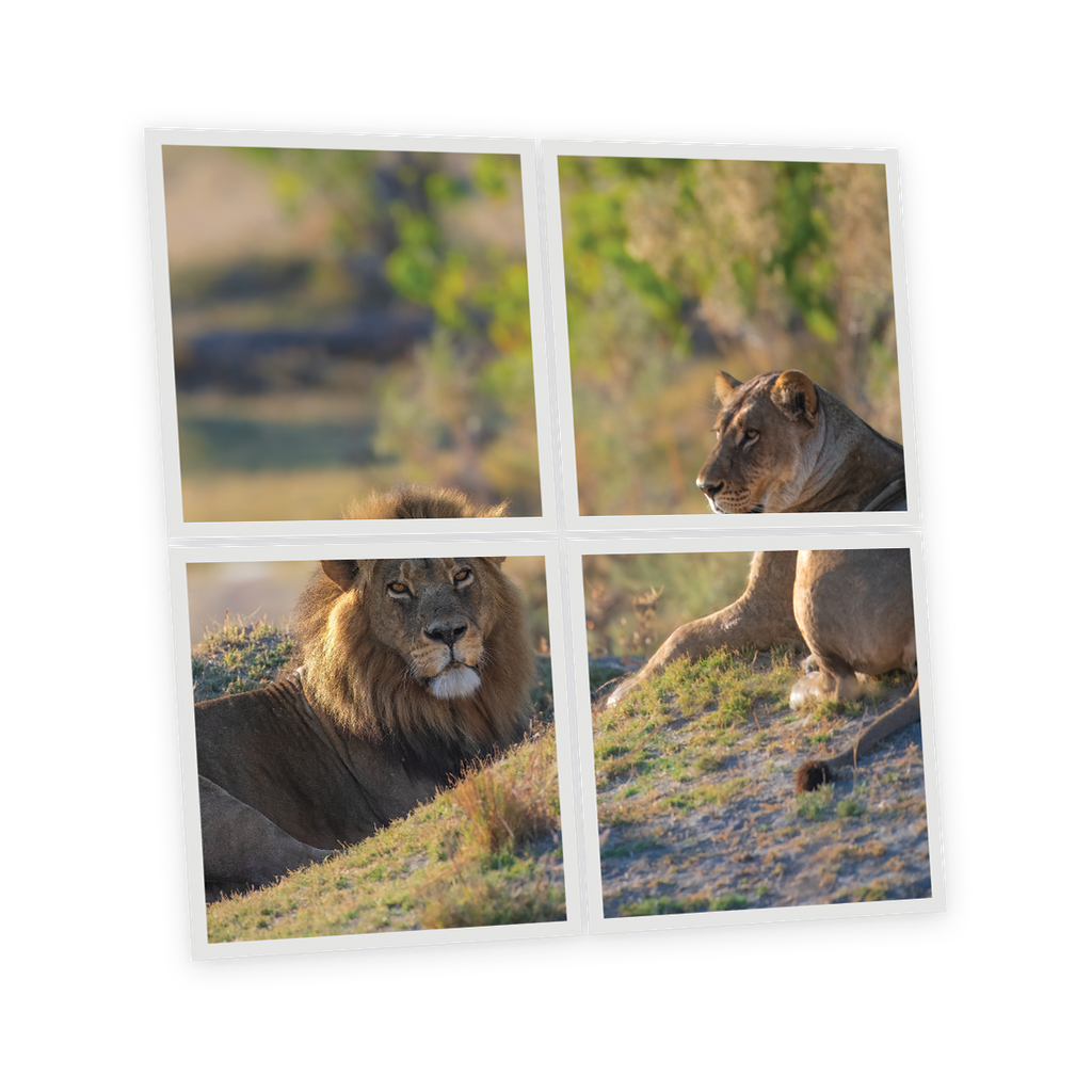 Pack 4 Dalles LED Imprimées - Lion - 600x600mm - Usinée en France by DELITECH