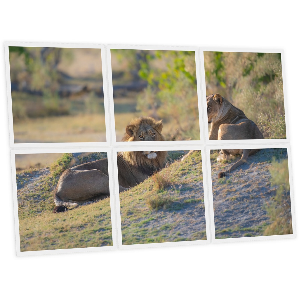 Pack 6 Dalles LED Imprimées - Lion - 600x600mm - Usinée en France by DELITECH