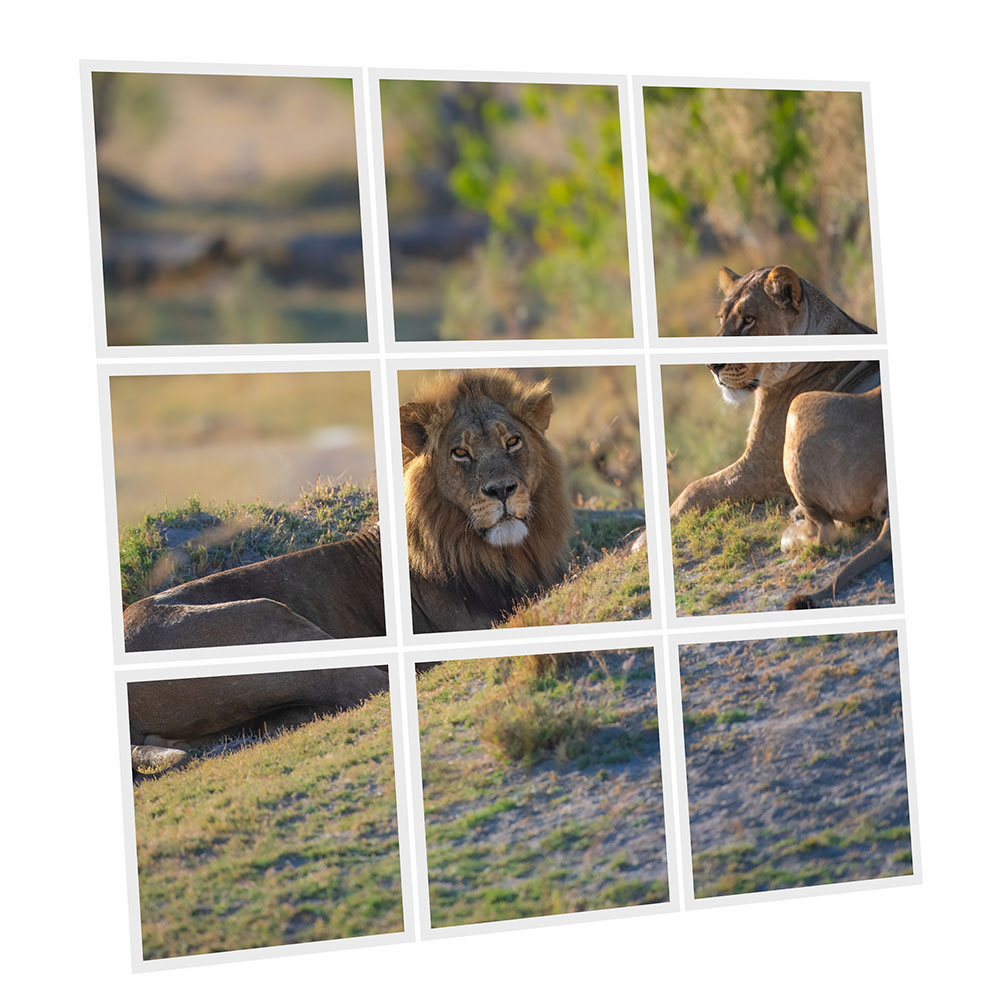 Pack 9 Dalles LED Imprimées - Lion - 600x600mm - Usinée en France by DELITECH