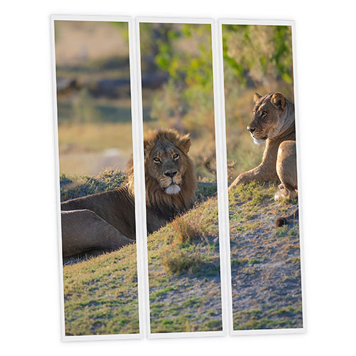 Pack 3 Dalles LED Imprimées - Lion - 1200x300mm - Usinée en France by DELITECH