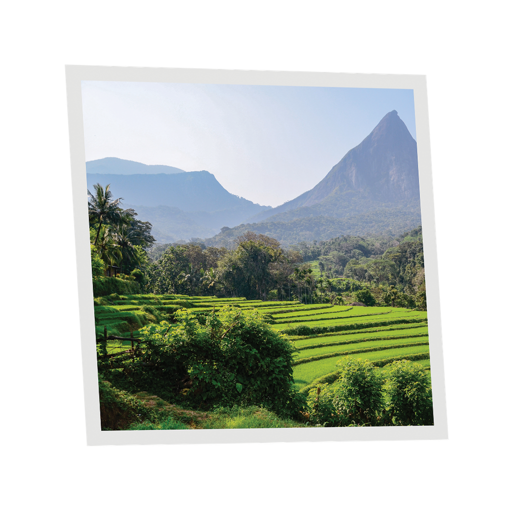Pack 1 Dalle LED Imprimée - Sri Lanka - 600x600mm - Usinée en France by DELITECH