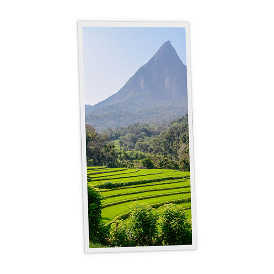 Pack 1 Dalle LED Imprimée verticale - Sri Lanka - 1200x600mm - Usinée en France by DELITECH