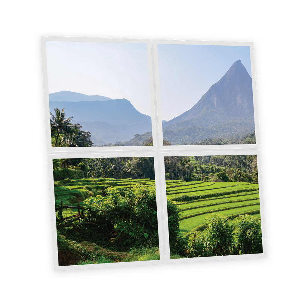 Pack 4 Dalles LED Imprimées - Sri Lanka - 600x600mm - Usinée en France by DELITECH