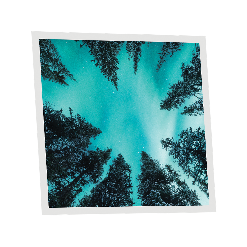 Pack 1 Dalle LED Imprimée - Fir Tree - 600x600mm - Usinée en France by DELITECH