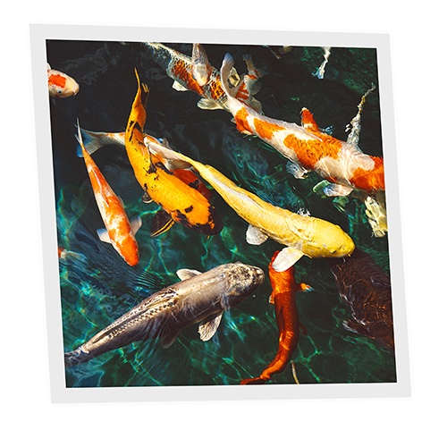 Pack 1 Dalle LED Imprimée - Fish - 600x600mm - Usinée en France by DELITECH