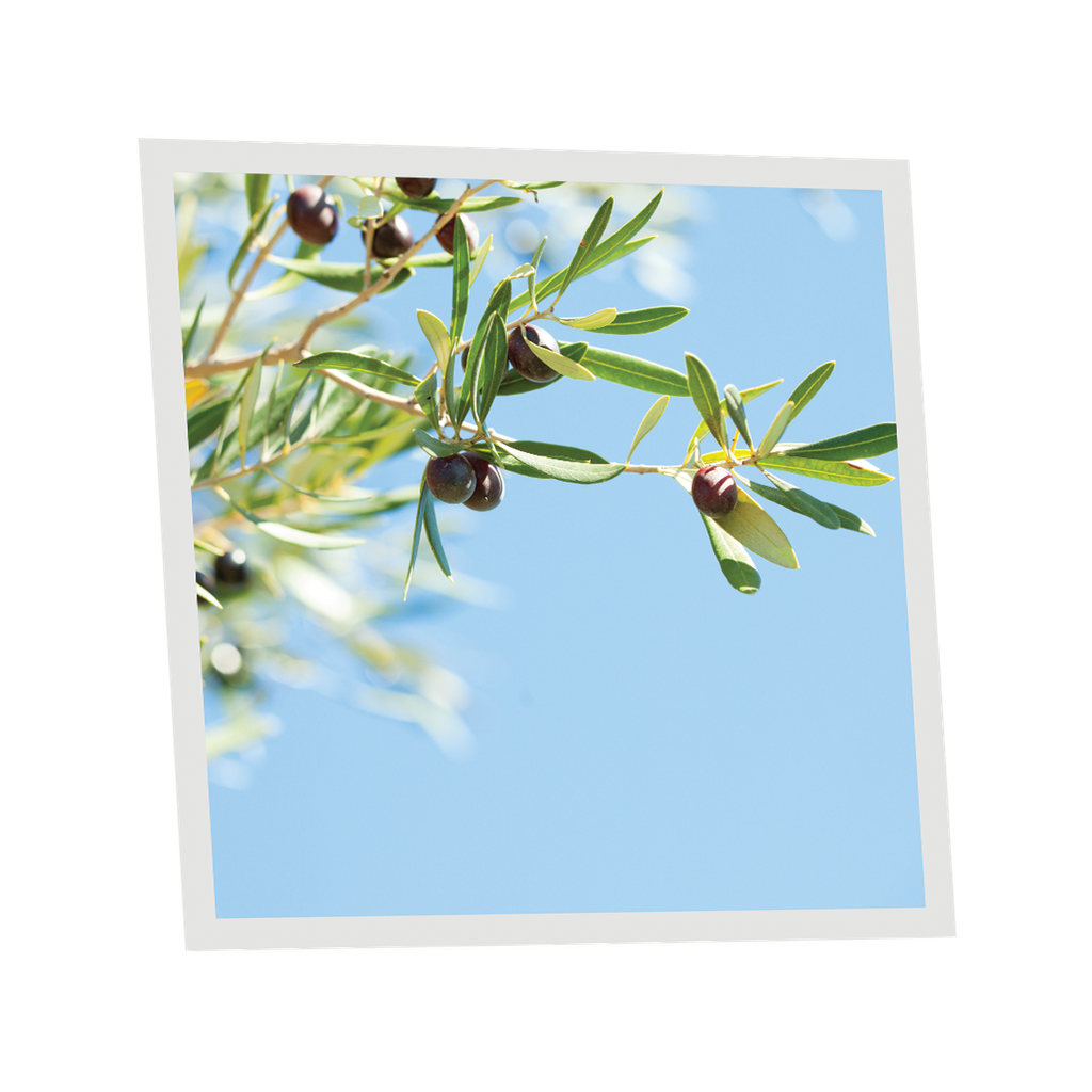 Pack 1 Dalle LED Imprimée - Olive - 600x600mm - Usinée en France by DELITECH