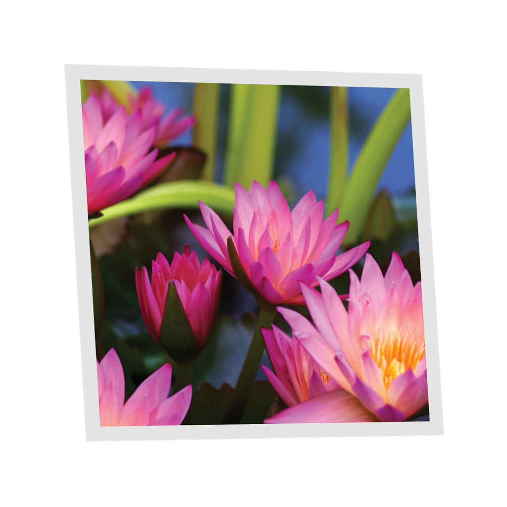 Pack 1 Dalle LED Imprimée - Aquatic plant - 600x600mm - Usinée en France by DELITECH