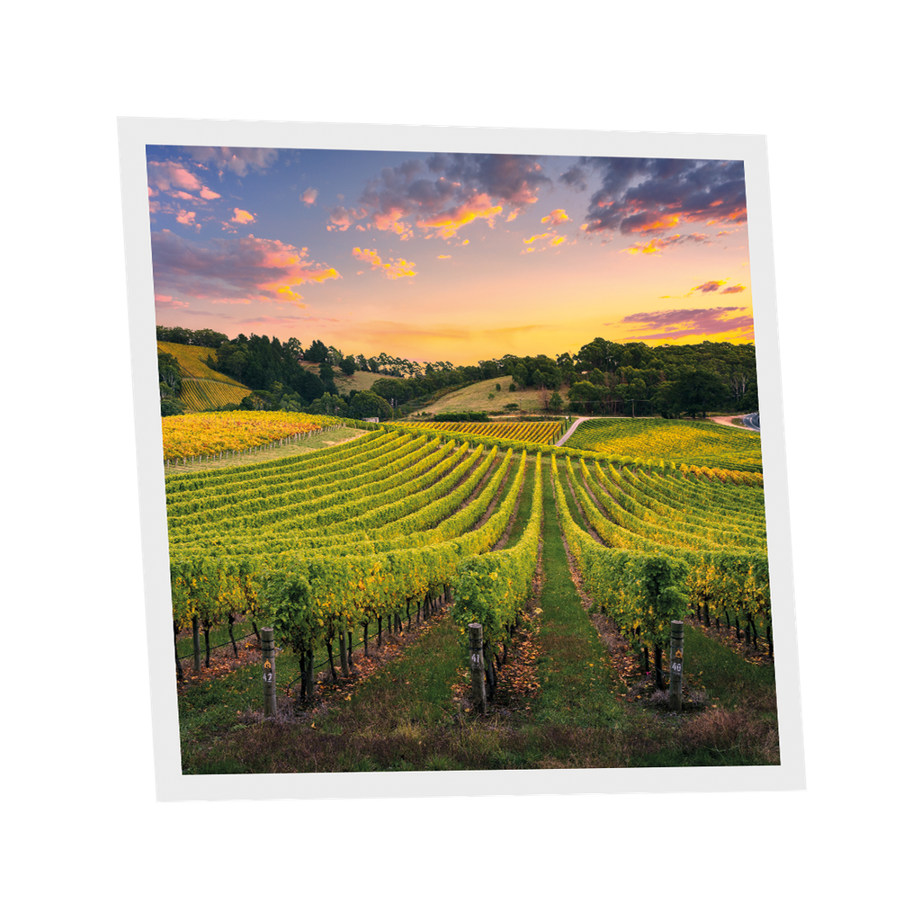 Pack 1 Dalle LED Imprimée - Vineyard - 600x600mm - Usinée en France by DELITECH