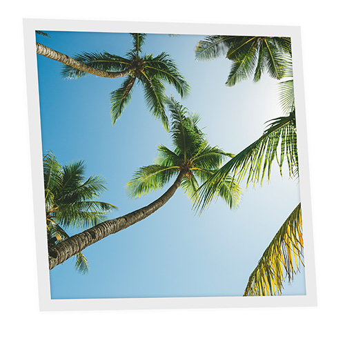 [DT1-PAL-6060-X1] Pack 1 Dalle LED Imprimée - Palm - 600x600mm - Usinée en France by DELITECH
