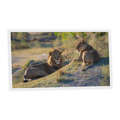[DT1-LIO-12060-X1H] Pack 1 Dalle LED Imprimée horizontale - Lion - 1200x600mm - Usinée en France by DELITECH
