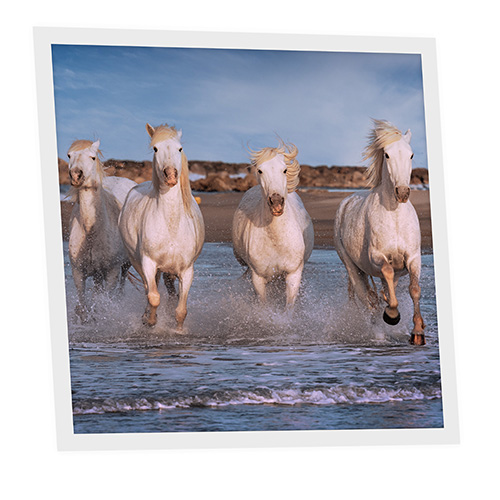 [DT1-HOR-6060-X1] Pack 1 Dalle LED Imprimée - Horse - 600x600mm - Usinée en France by DELITECH