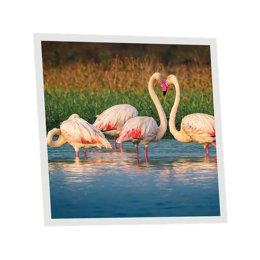 [DT1-FLA-6060-X1] Pack 1 Dalle LED Imprimée - Flamingo - 600x600mm - Usinée en France by DELITECH