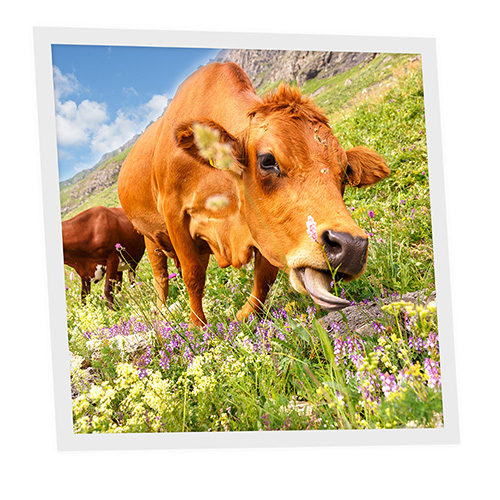 [DT1-MEA-6060-X1] Pack 1 Dalle LED Imprimée - Meadow - 600x600mm - Usinée en France by DELITECH