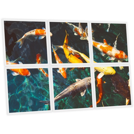[DT1-FIS-6060-X6] Pack 6 Dalles LED Imprimées - Fish - 600x600mm - Usinée en France by DELITECH