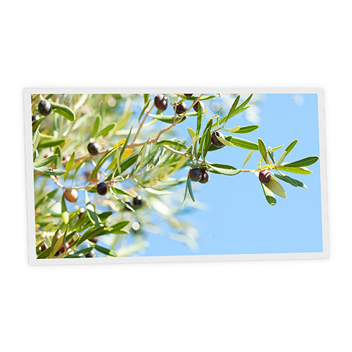 [DT1-OLI-12060-X1H] Pack 1 Dalle LED Imprimée horizontale - Olive - 1200x600mm - Usinée en France by DELITECH