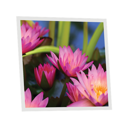 [DT1-AQU-6060-X1] Pack 1 Dalle LED Imprimée - Aquatic plant - 600x600mm - Usinée en France by DELITECH