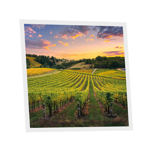 [DT1-VIY-6060-X1] Pack 1 Dalle LED Imprimée - Vineyard - 600x600mm - Usinée en France by DELITECH