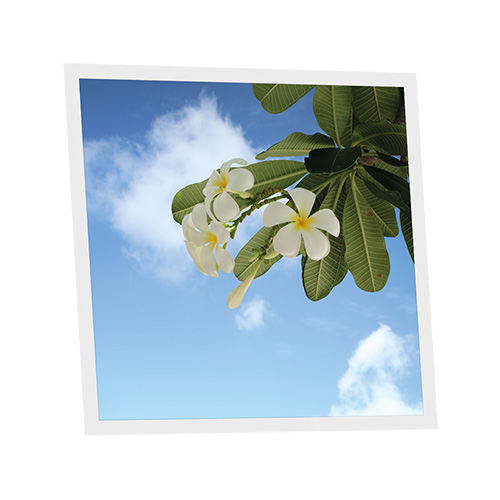 [DT1-TAH-6060-X1] Pack 1 Dalle LED Imprimée - Tahiti - 600x600mm - Usinée en France by DELITECH