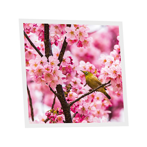 [DT1-ROM-6060-X1] Pack 1 Dalle LED Imprimée - Romance - 600x600mm - Usinée en France by DELITECH