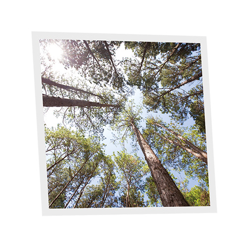 [DT1-PIN-6060-X1] Pack 1 Dalle LED Imprimée - Pine - 600x600mm - Usinée en France by DELITECH
