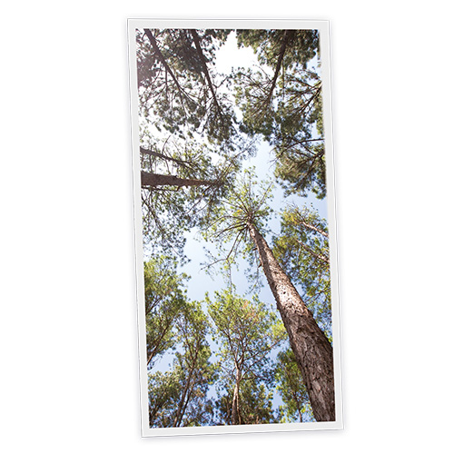 [DT1-PIN-12060-X1V] Pack 1 Dalle LED Imprimée verticale - Pine - 1200x600mm - Usinée en France by DELITECH