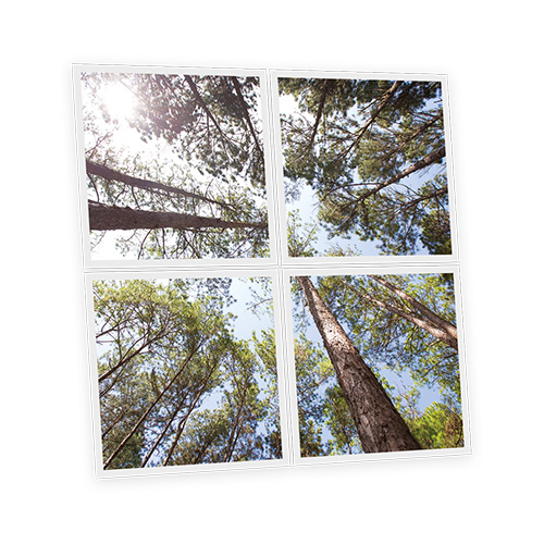 [DT1-PIN-6060-X4] Pack 4 Dalles LED Imprimées - Pine - 600x600mm - Usinée en France by DELITECH
